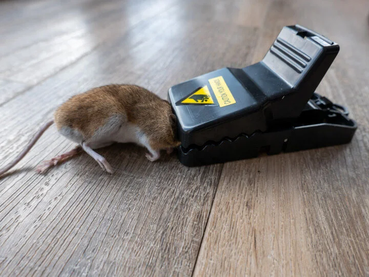 4Pcs- Mouse Killer Trap 4Pcs- Mouse Killer Trap