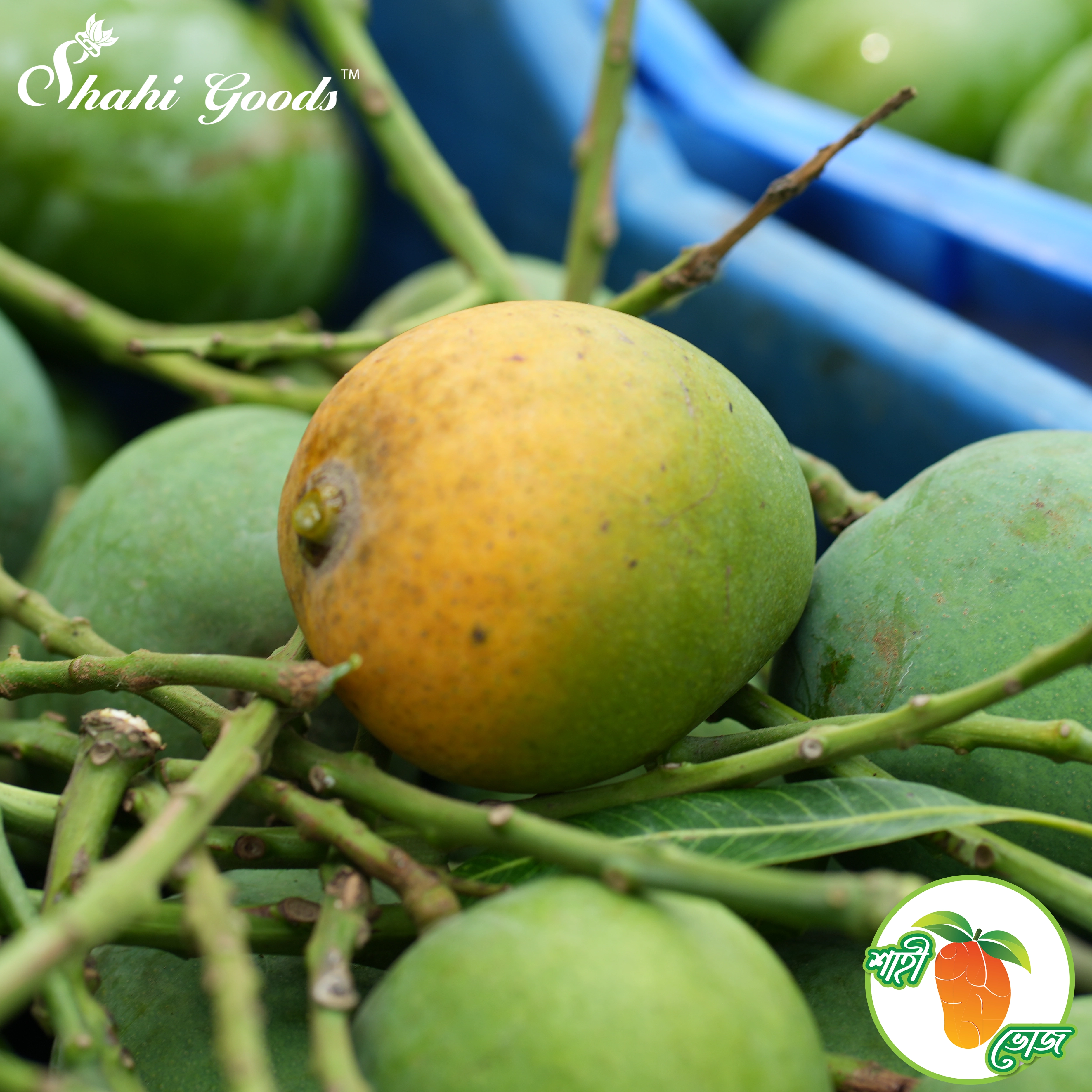 হিমসাগর আম - Himsagar Mango