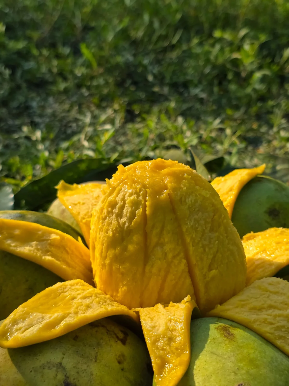 সাতক্ষিরার গোবিন্দভোগ আম 