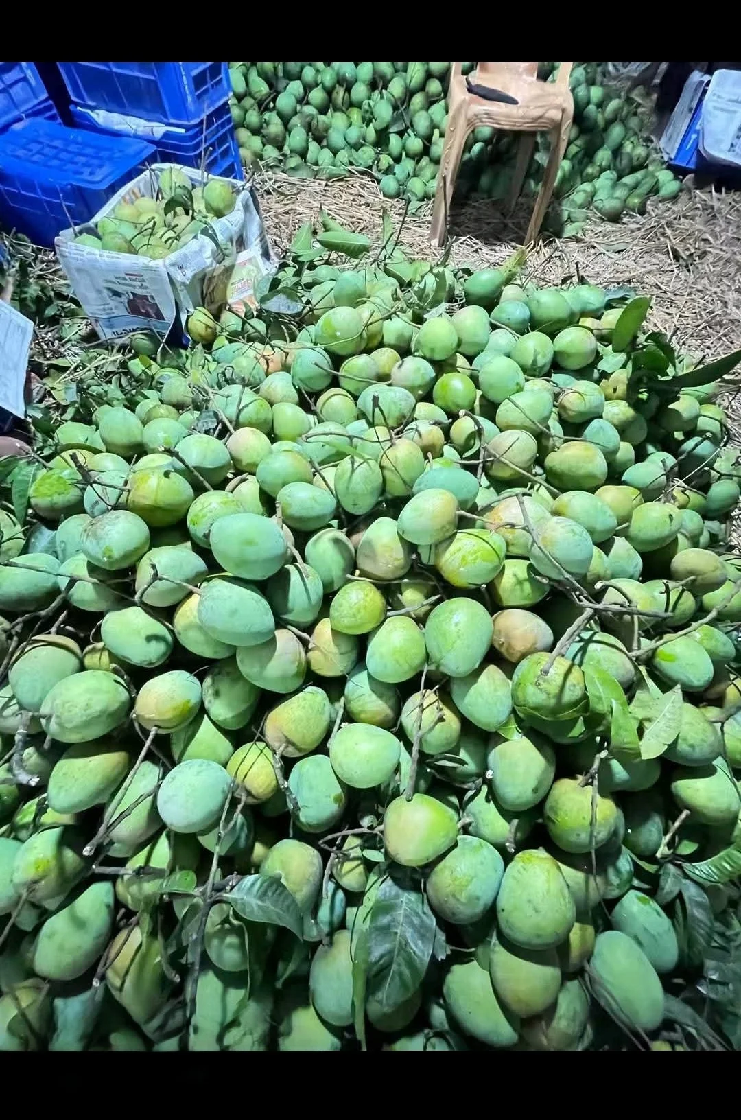 হারিভাঙ্গা আম হারিভাঙ্গা আম