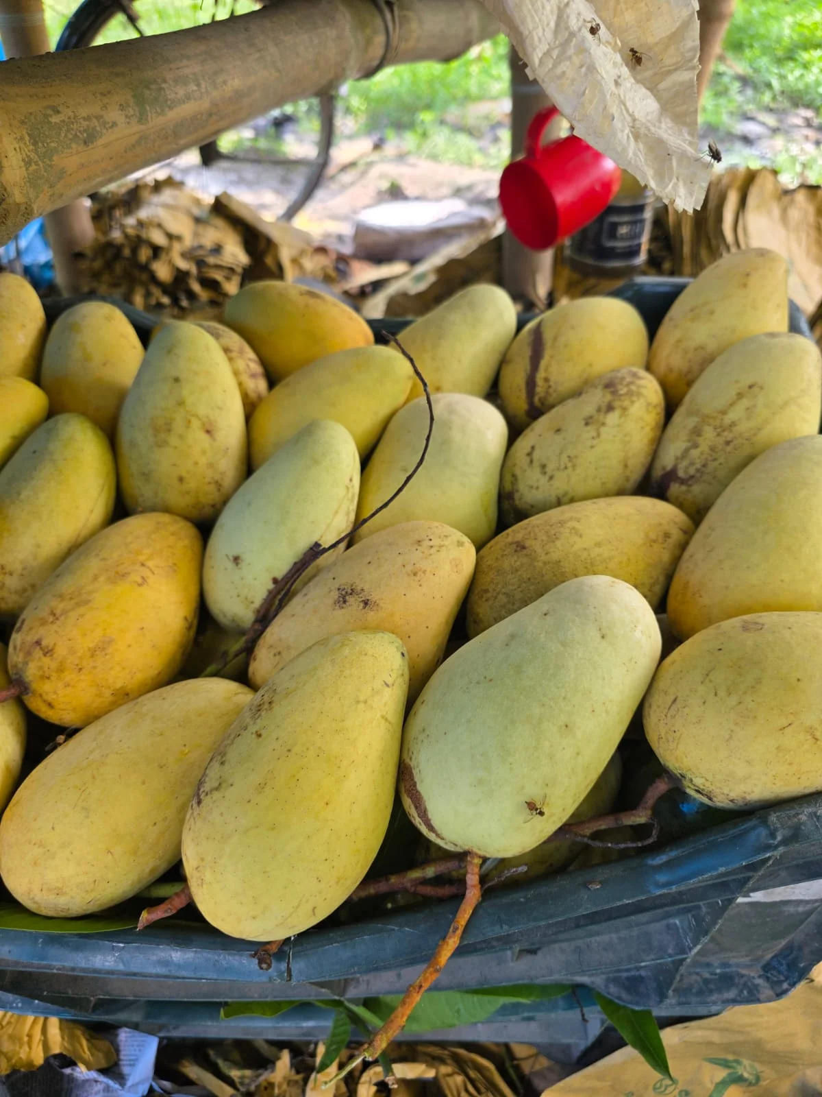 বারোমাসি সুইট কাটিমণ আম