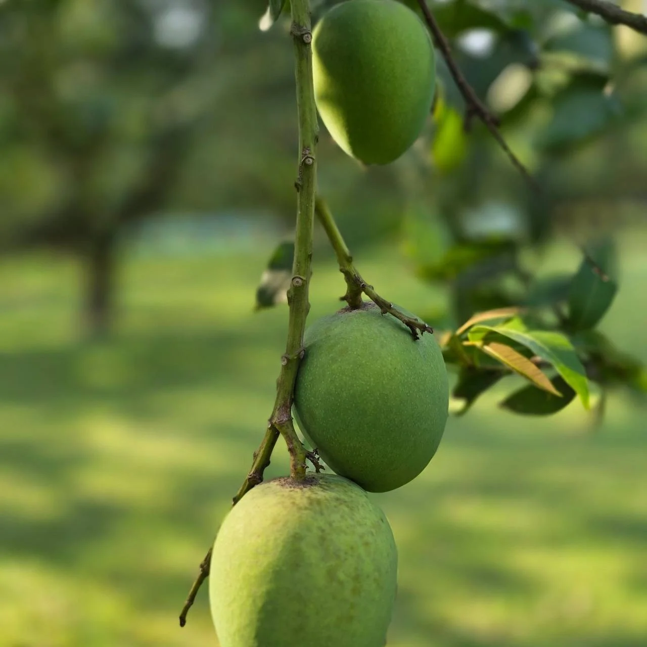 সাতক্ষীরার বিখ্যাত হিমসাগর