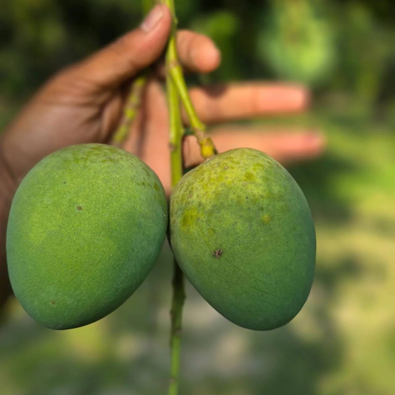 সাতক্ষীরার বিখ্যাত হিমসাগর