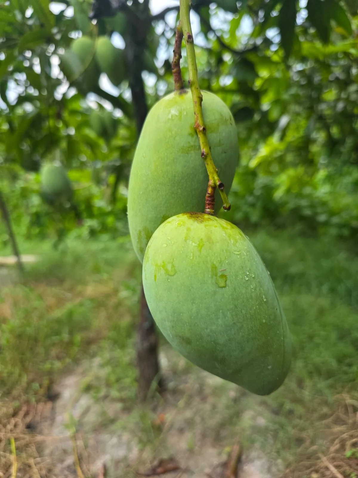 বারোমাসি সুইট কাটিমণ আম
