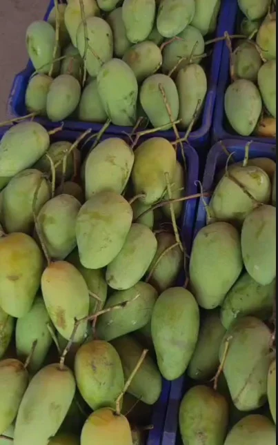 নন-ব্যাগিং কাটিমণ আম
