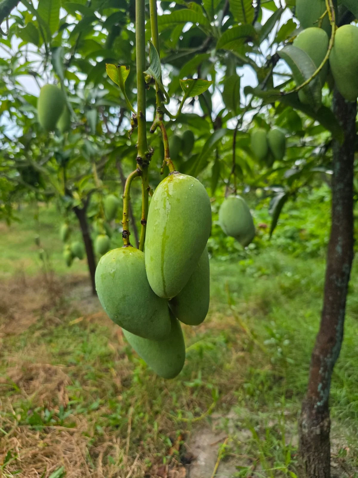 বারোমাসি সুইট কাটিমণ আম