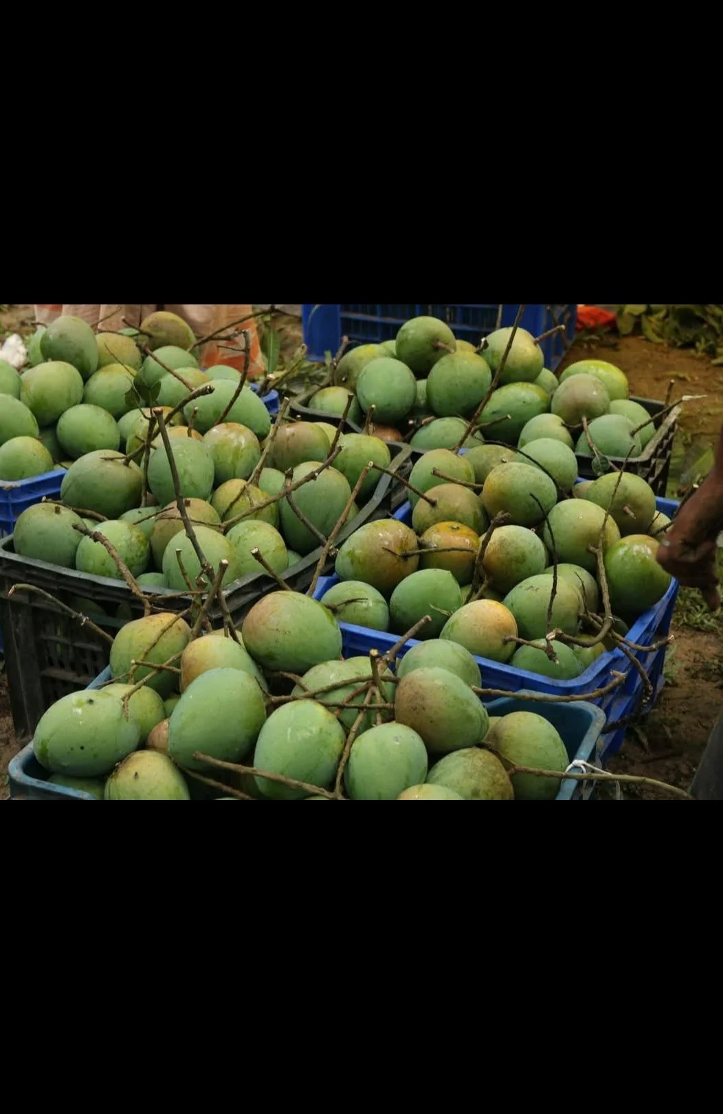 হারিভাঙ্গা আম হারিভাঙ্গা আম