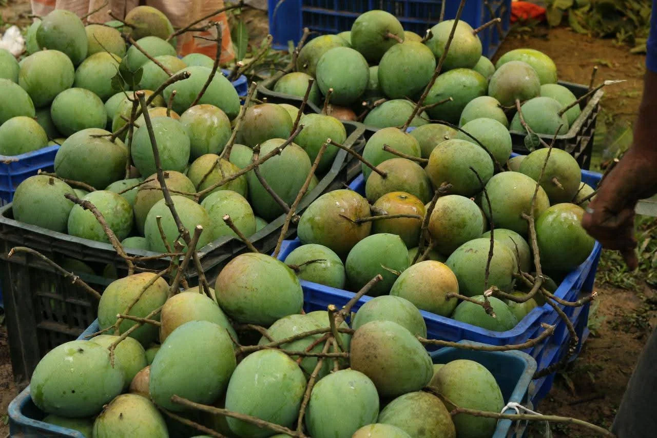 হারিভাঙ্গা আম হারিভাঙ্গা আম