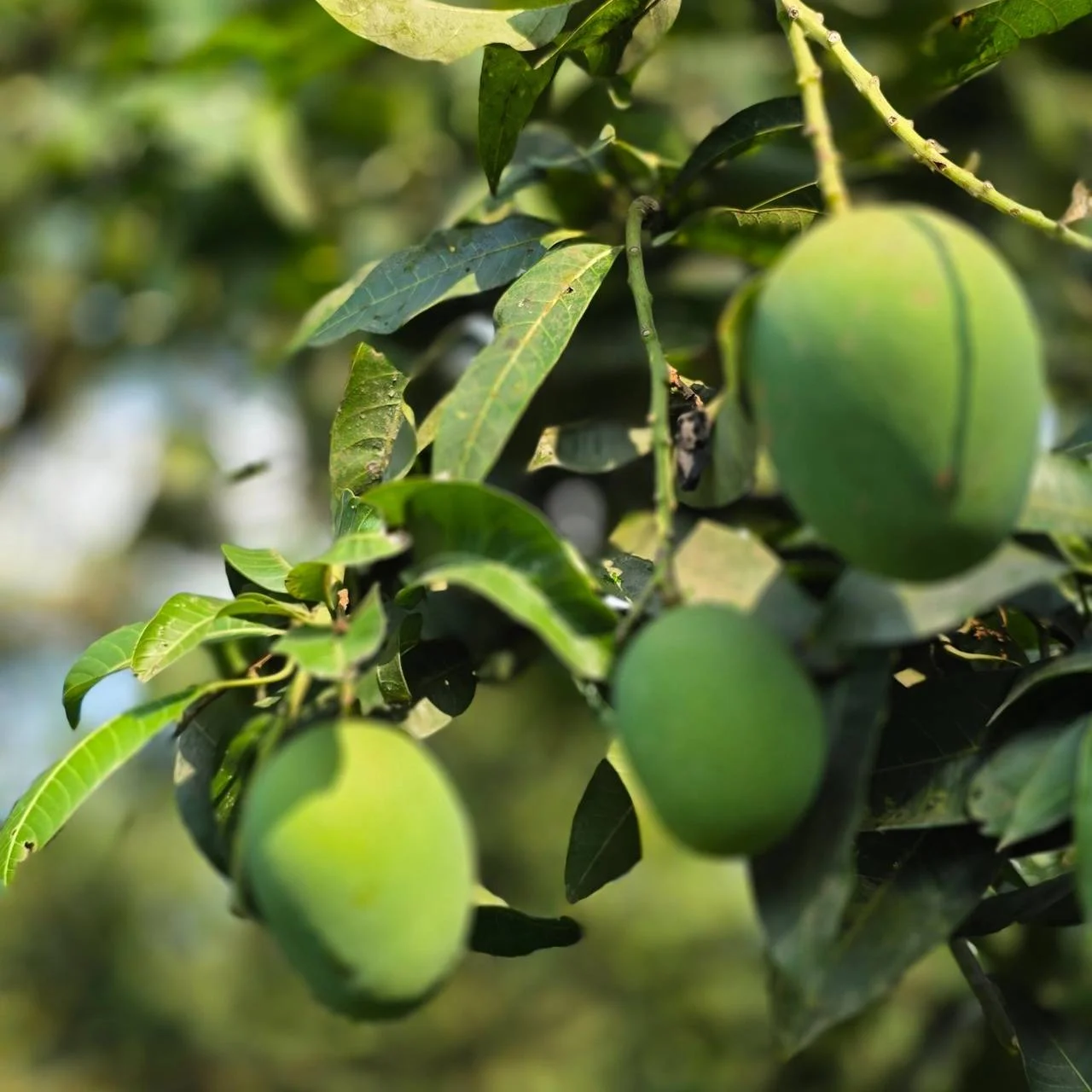 সাতক্ষীরার বিখ্যাত হিমসাগর