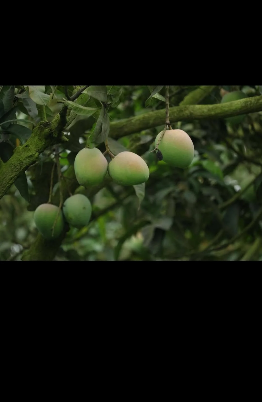 হারিভাঙ্গা আম হারিভাঙ্গা আম
