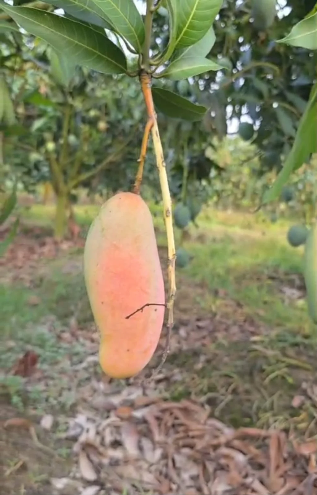 Banana mango Banana mango