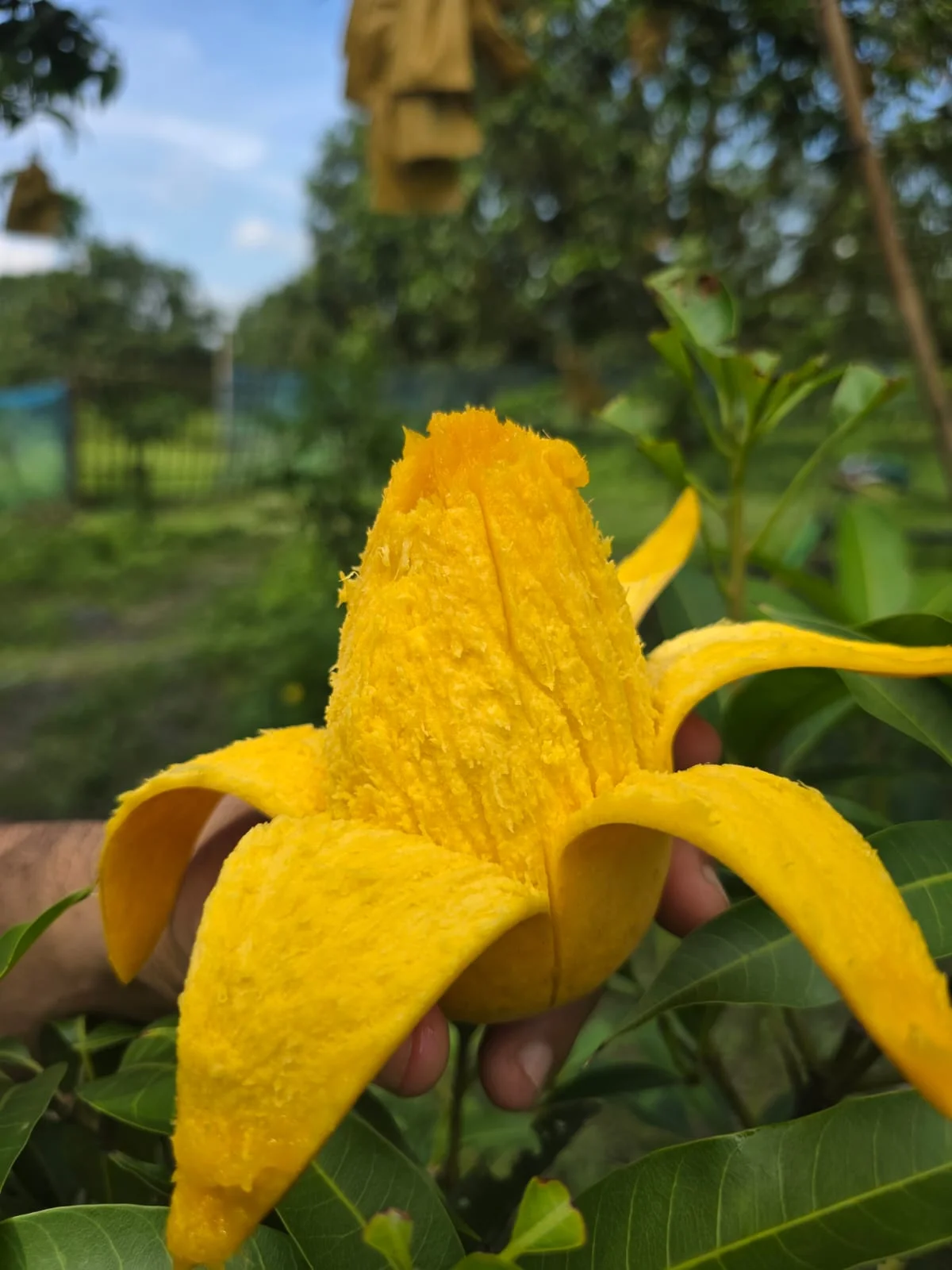 বারোমাসি সুইট কাটিমণ আম