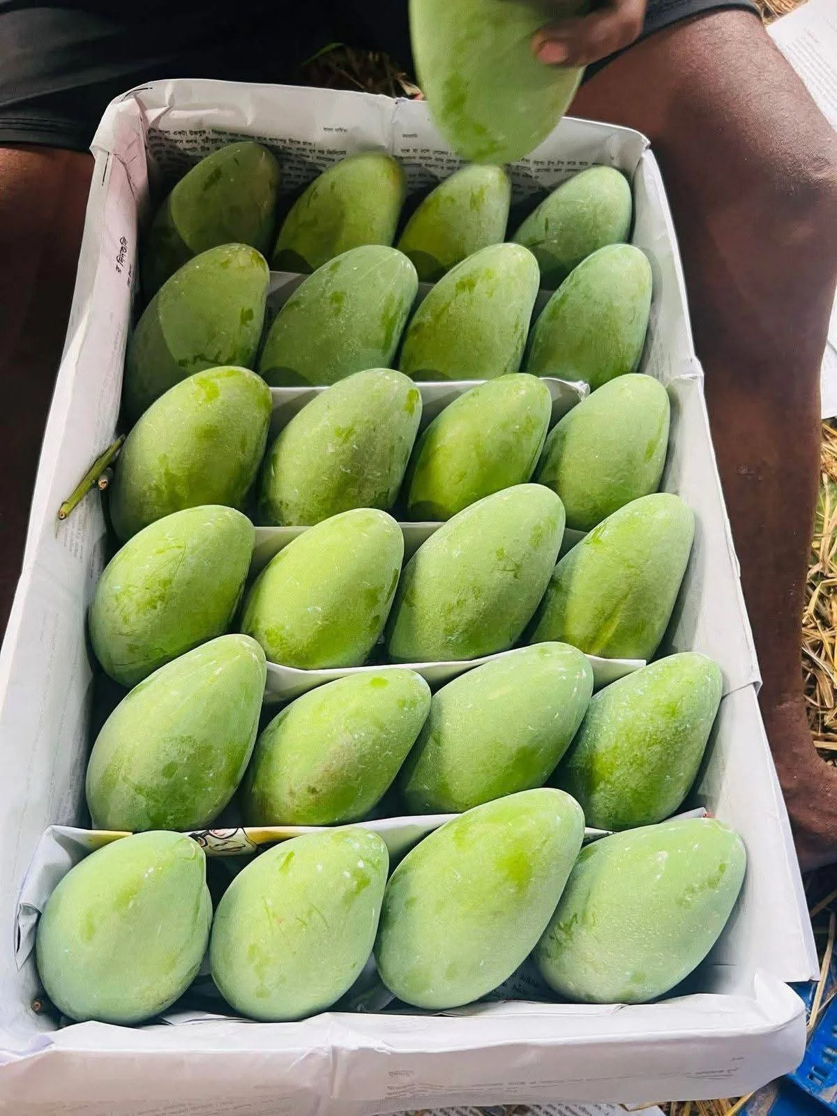 রুপালি আম রুপালি আম