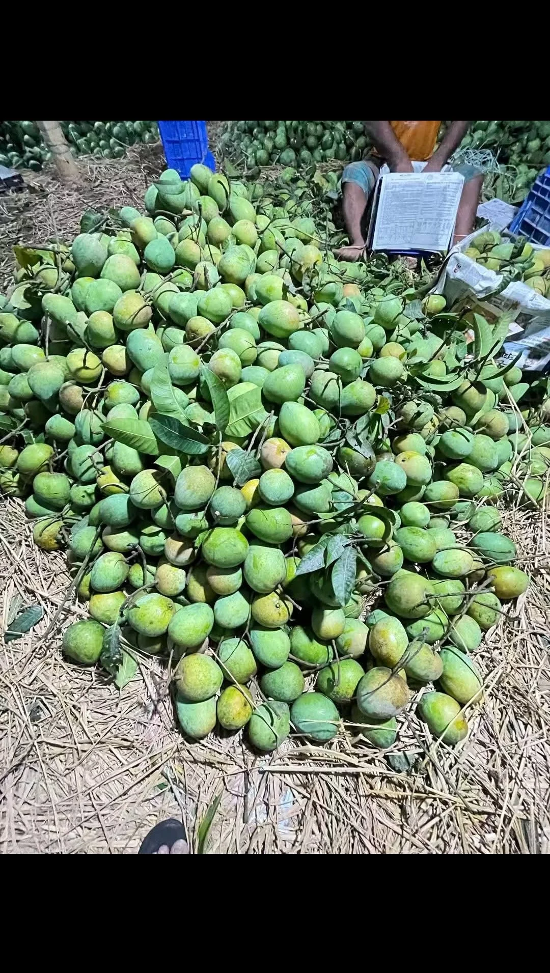 হারিভাঙ্গা আম হারিভাঙ্গা আম