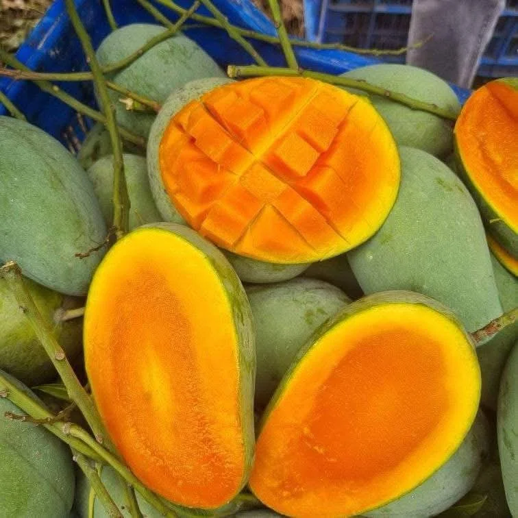 রুপালি আম রুপালি আম