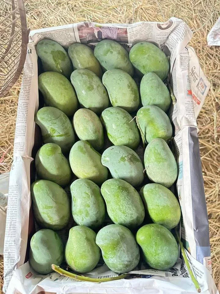 রুপালি আম রুপালি আম