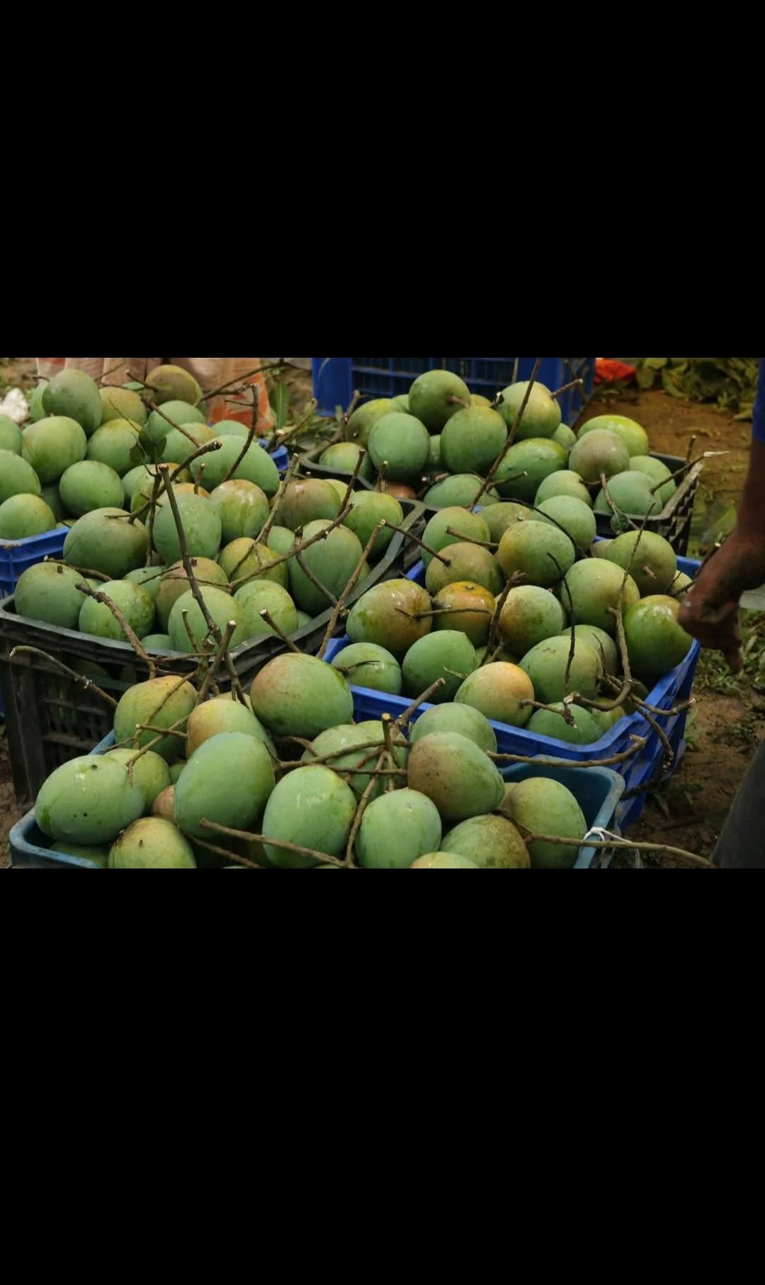 হারিভাঙ্গা আম হারিভাঙ্গা আম