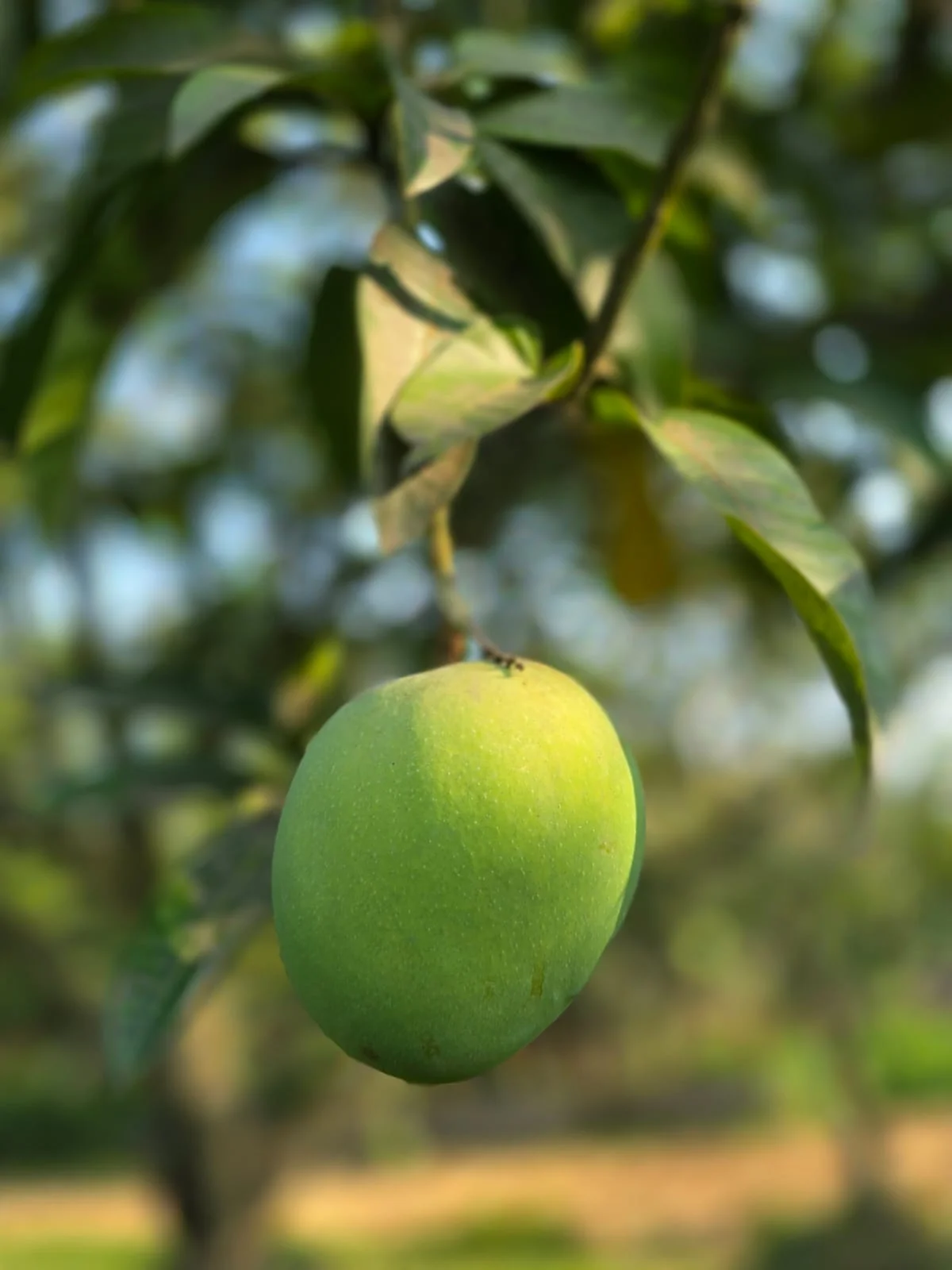 সাতক্ষিরার গোবিন্দভোগ আম 
