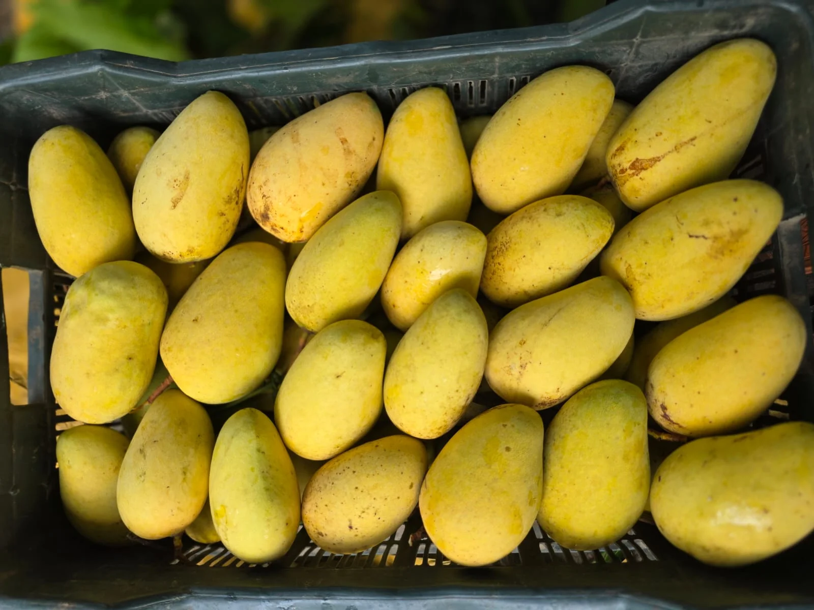 বারোমাসি সুইট কাটিমণ আম