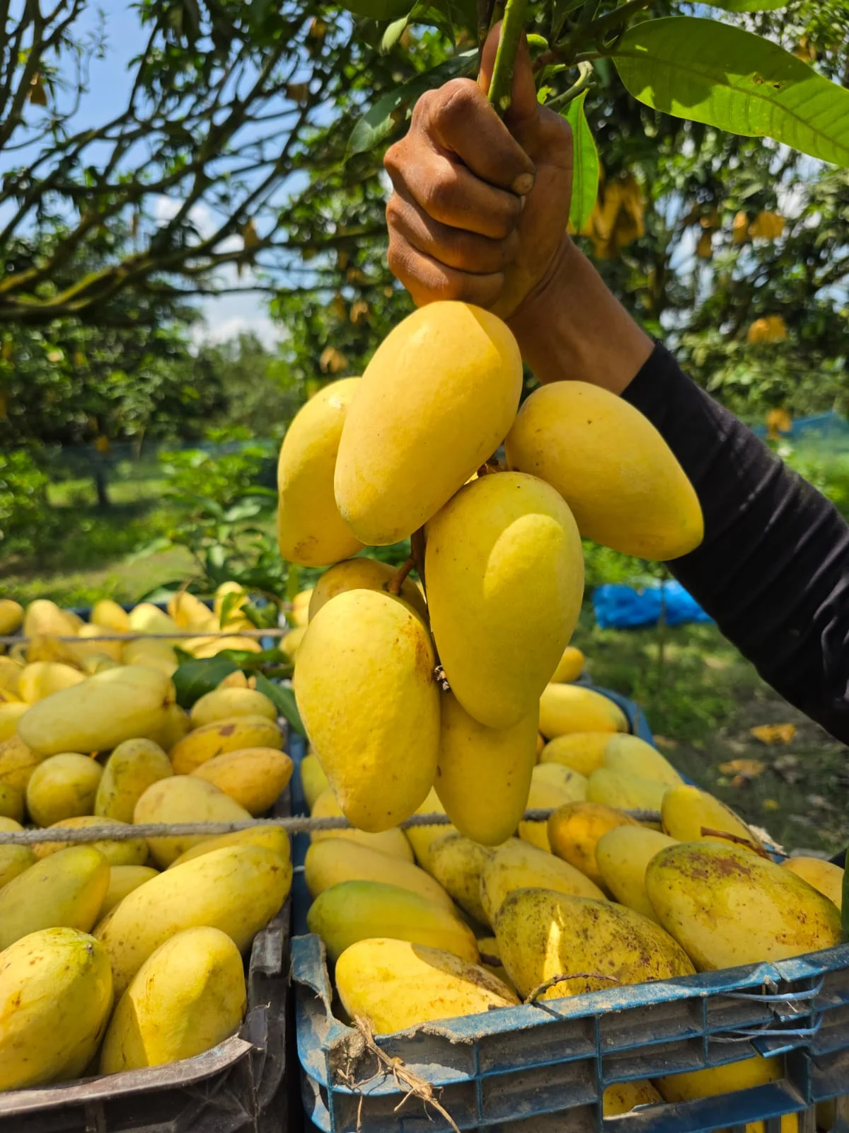 বারোমাসি সুইট কাটিমণ আম