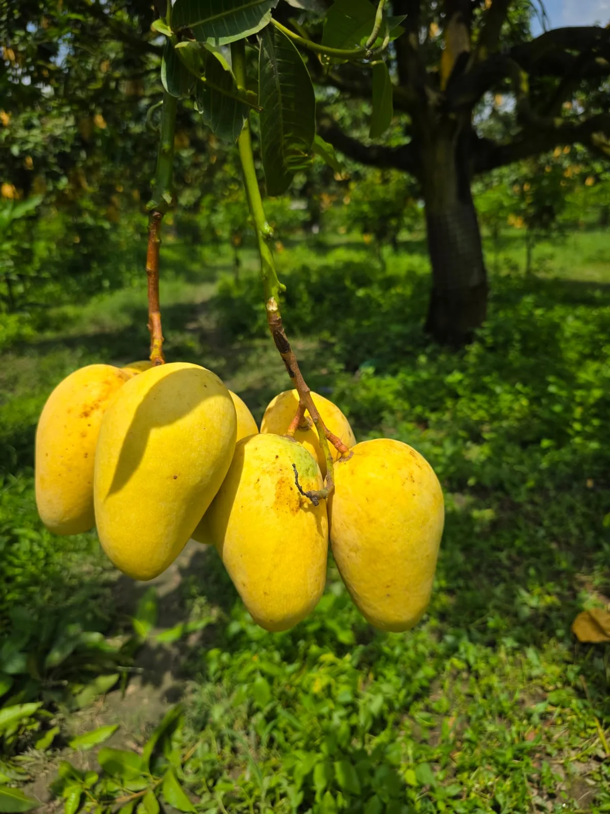 বারোমাসি সুইট কাটিমণ আম