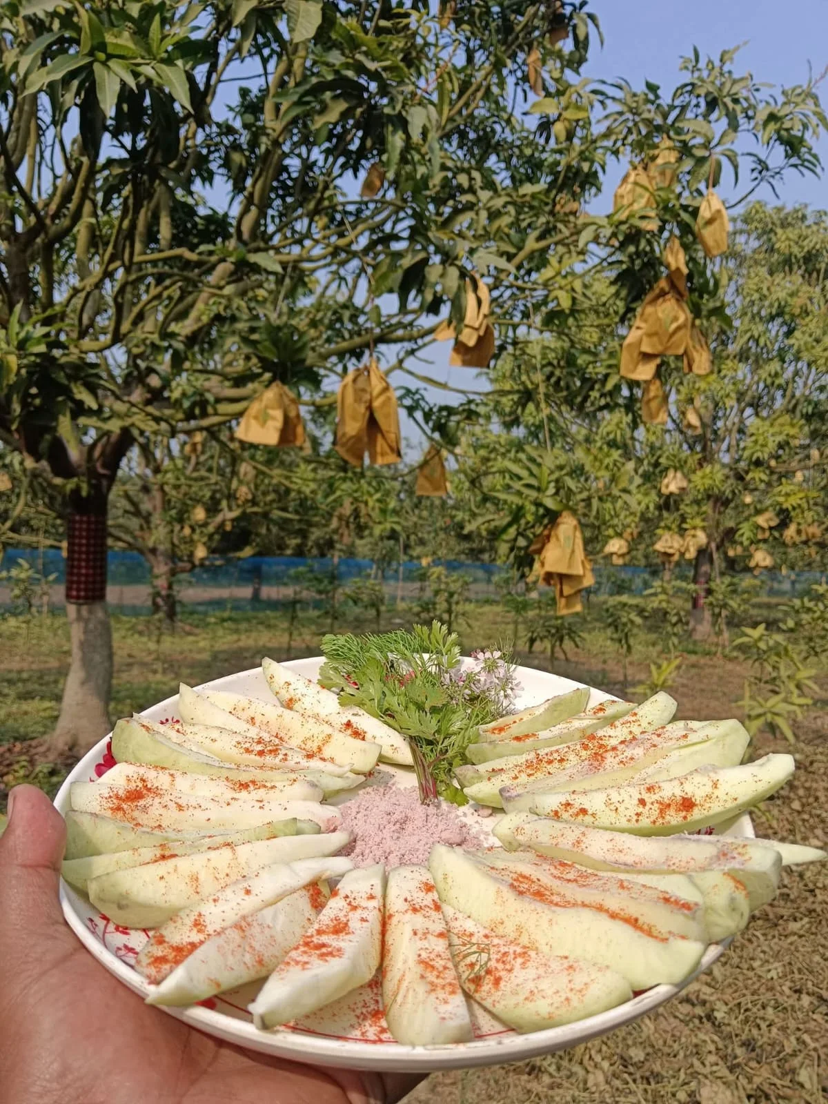 kacha katimon kacha katimon