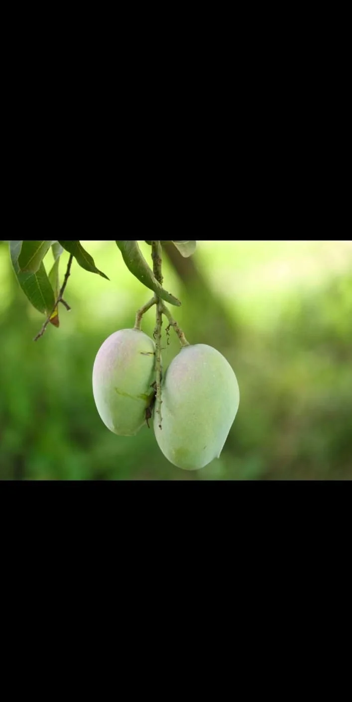 নাগ ফজলী আম নাগ ফজলী আম