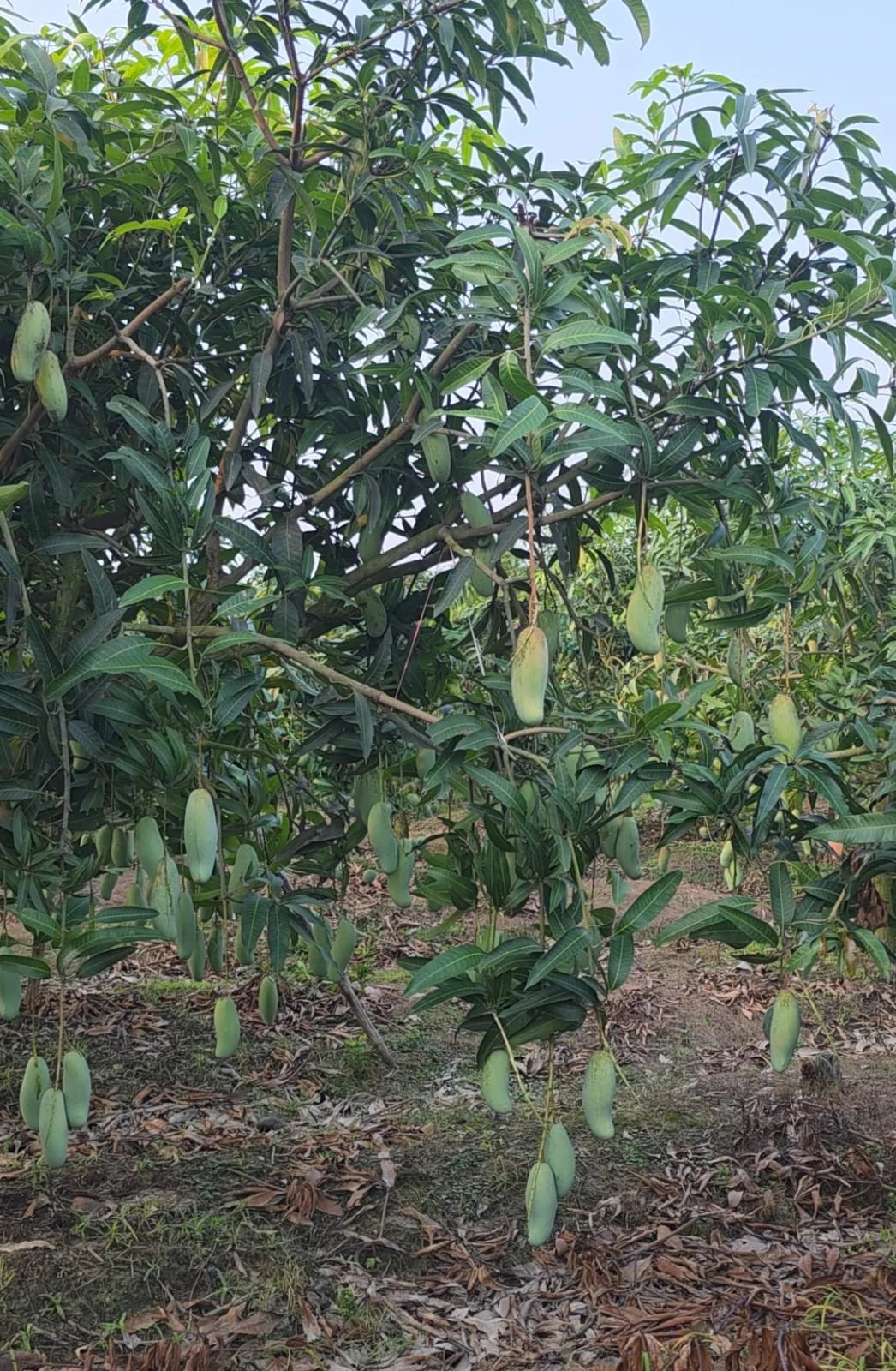 Banana mango Banana mango