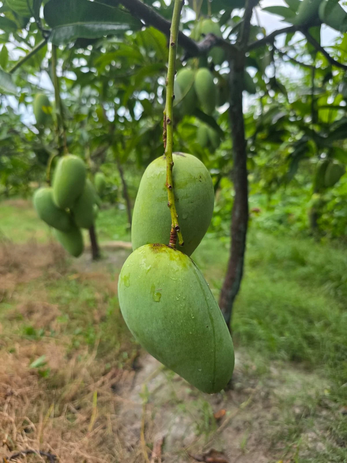 বারোমাসি সুইট কাটিমণ আম