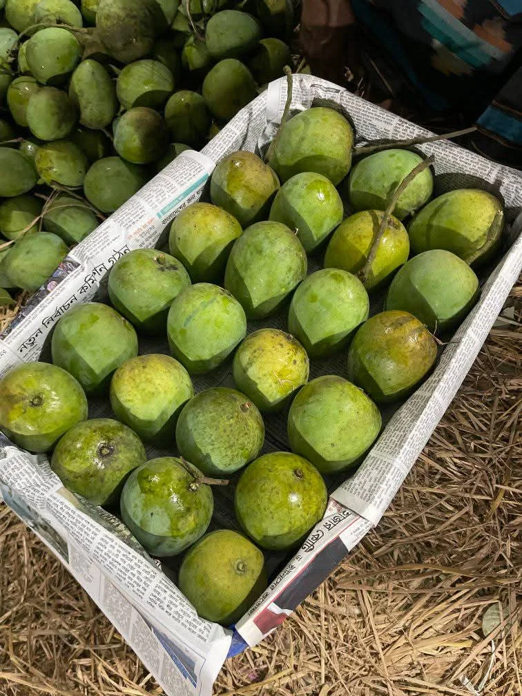হারিভাঙ্গা আম হারিভাঙ্গা আম