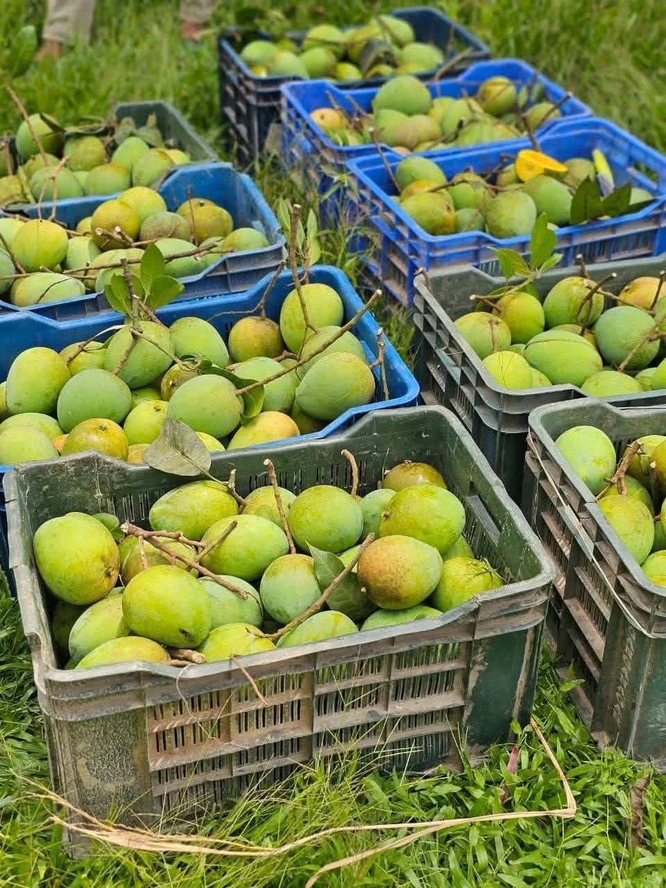 হারিভাঙ্গা আম হারিভাঙ্গা আম